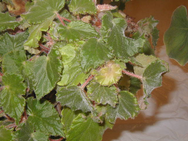 B. ‘Steve Tapia’